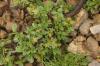 Stumpfblättrige Weide (Salix retusa) (c) Bruno Gilgen