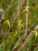 Wenigblütige Segge (Carex pauciflora) (c) Barbara Studer