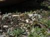 Ährige Edelraute (Artemisia genipi), Zermatt (c) Barbara Studer